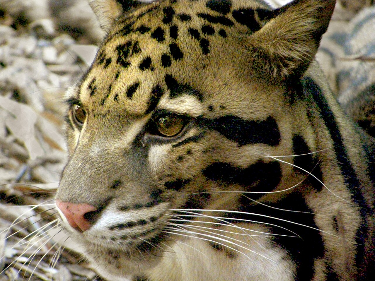 Clouded leopard Neofelis nebulosa