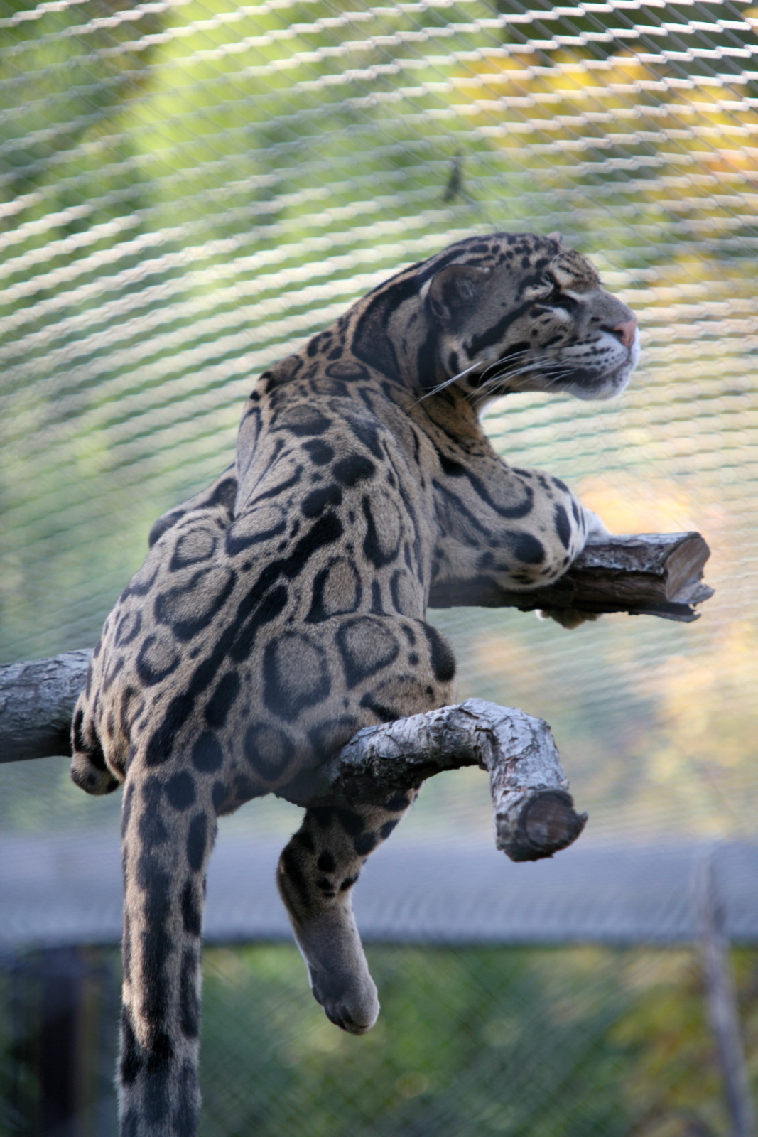 Clouded Leopard (Neofelis nebulosa)