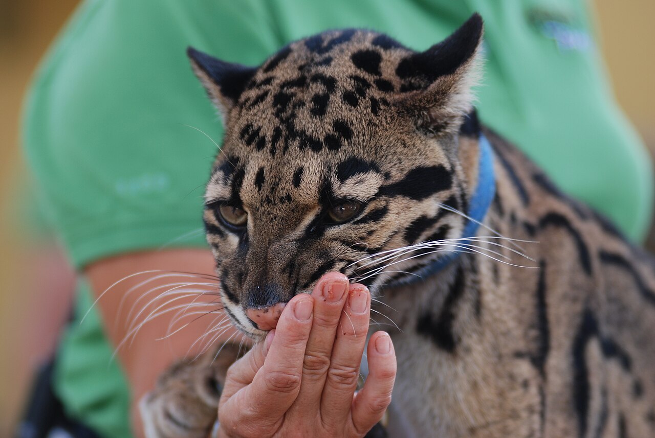 Clouded Leopard @ San Diego Zoo - Backstage Pass