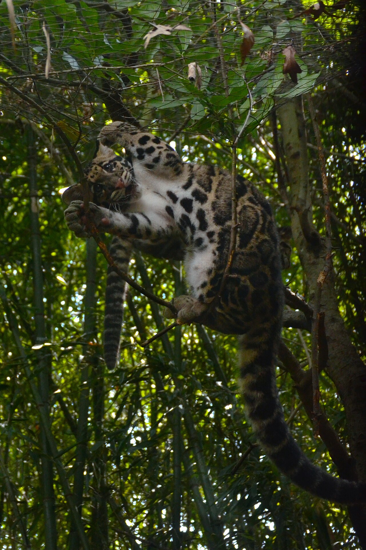 Clouded Leopard Belly (2) NashvilleZoo