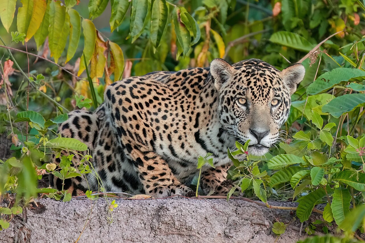 009 Female jaguar in Encontro das Águas State Park Photo by Giles Laurent