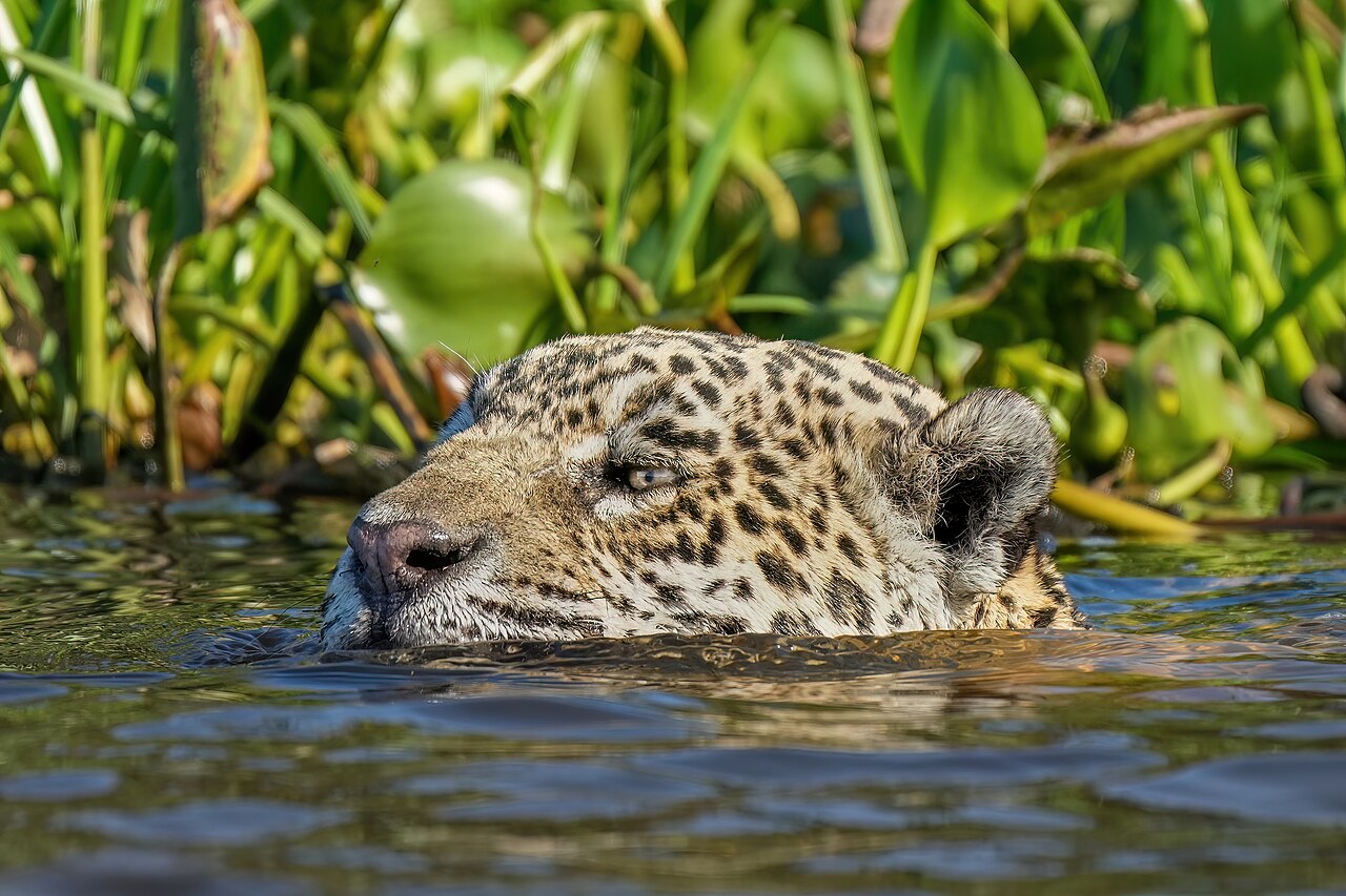 010 Jaguar swimming in Encontro das Águas State Park Photo by Giles Laurent
