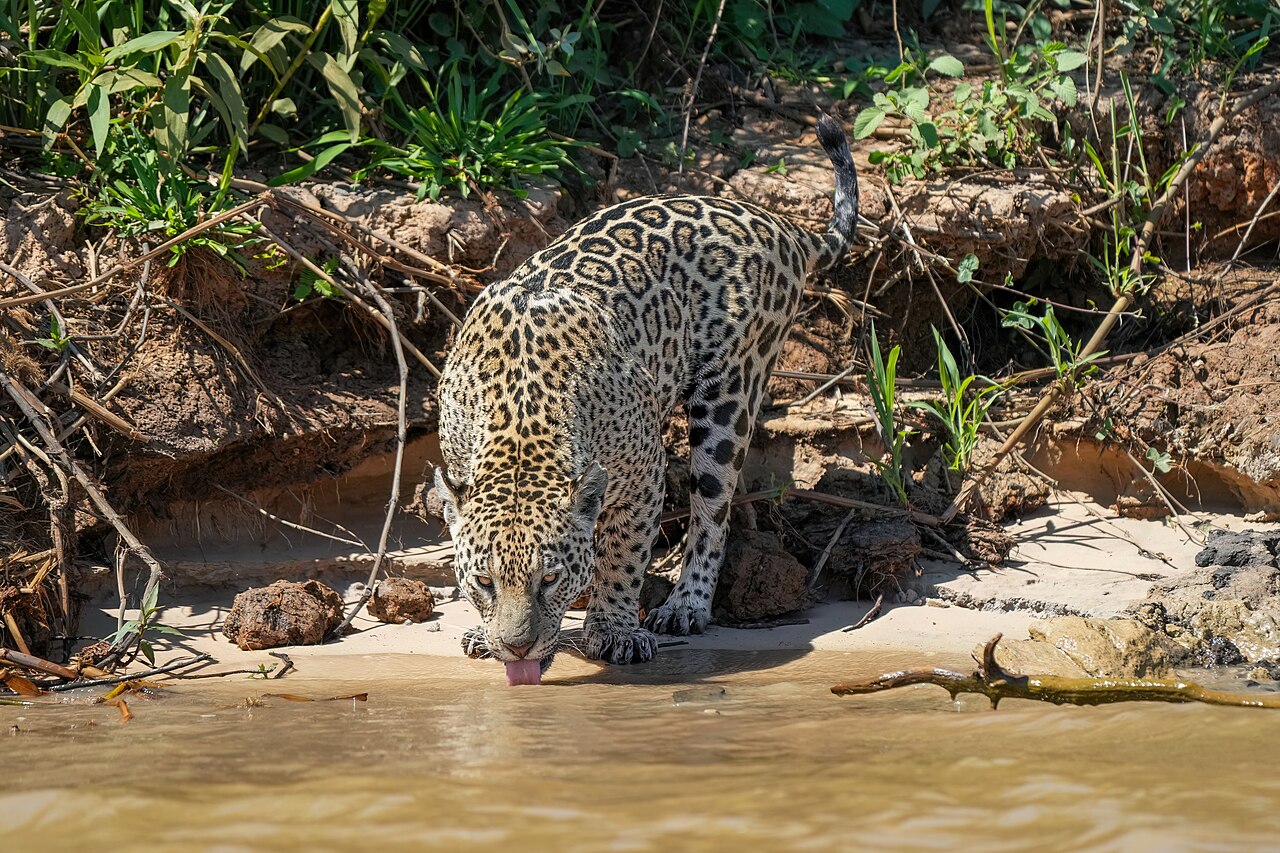 011 Jaguar drinking in Encontro das Águas State Park Photo by Giles Laurent