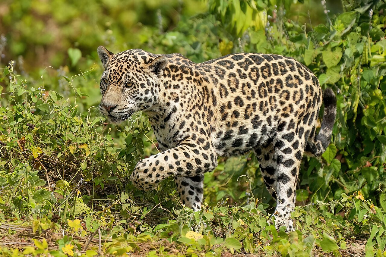 015 Jaguar walking in Encontro das Águas State Park Photo by Giles Laurent