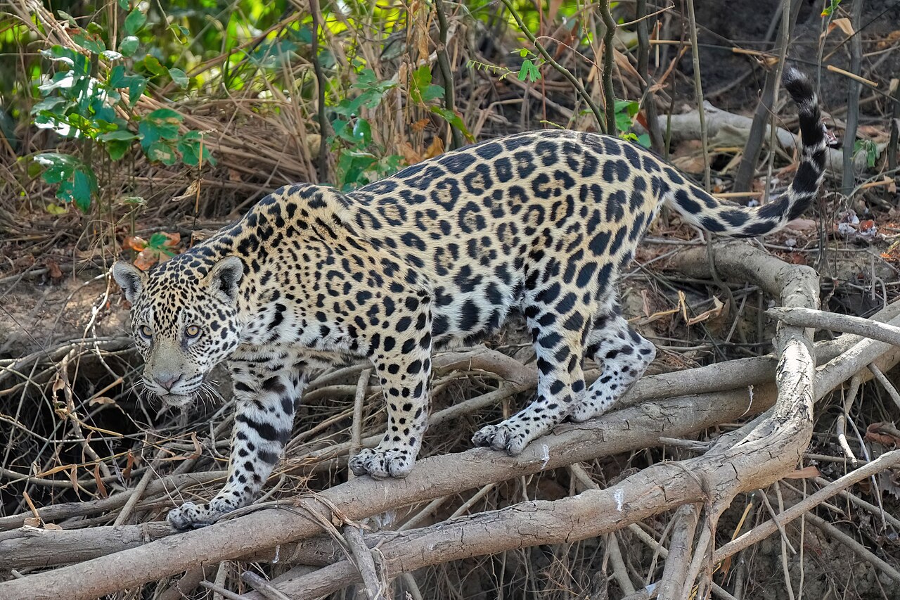 099 Jaguar in Encontro das Águas State Park Photo by Giles Laurent