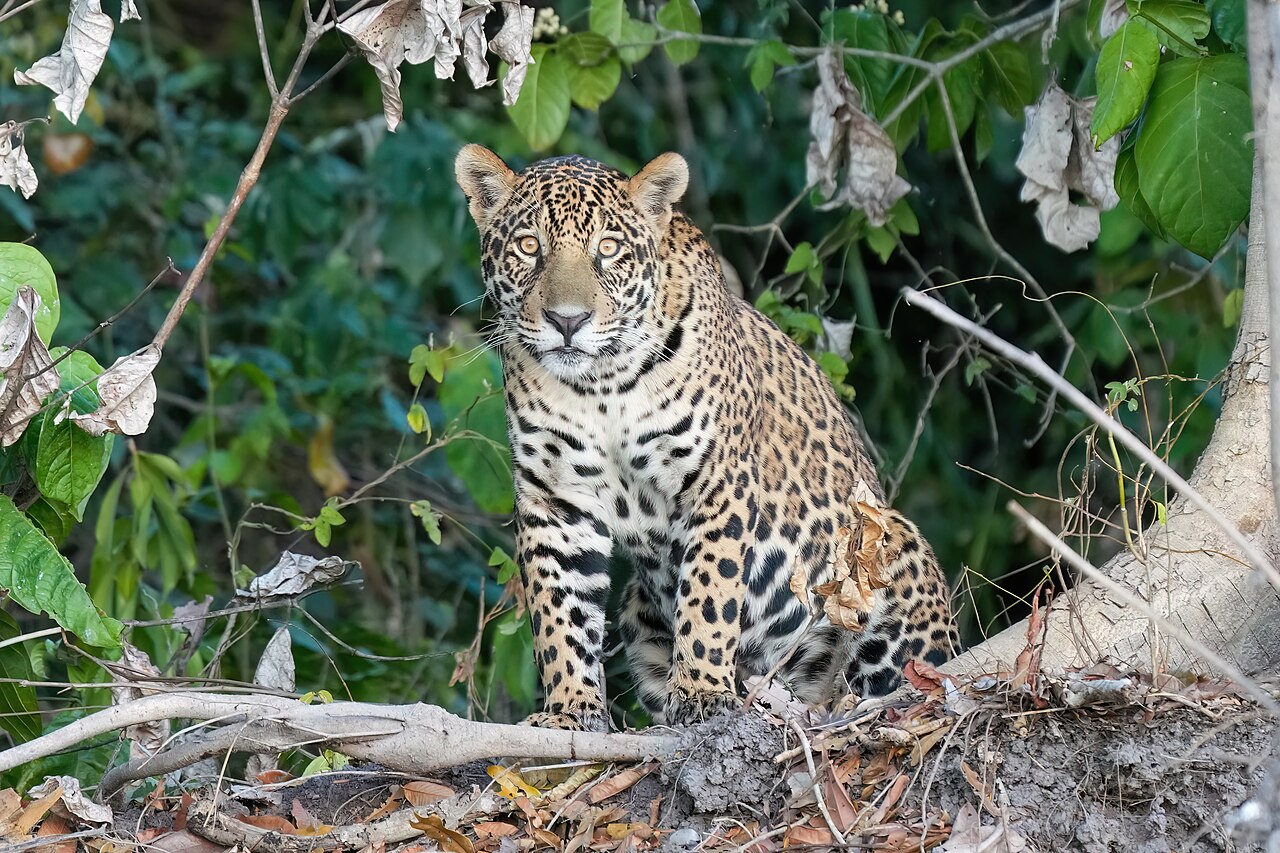113 Jaguar in Encontro das Águas State Park Photo by Giles Laurent