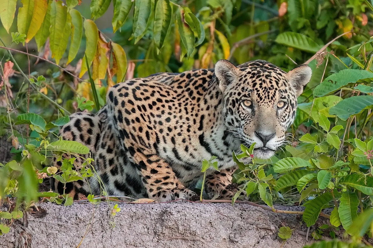 Jaguar