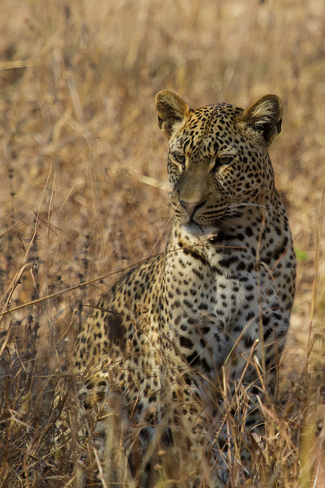 African Leopard (Panthera pardus ssp. pardus)