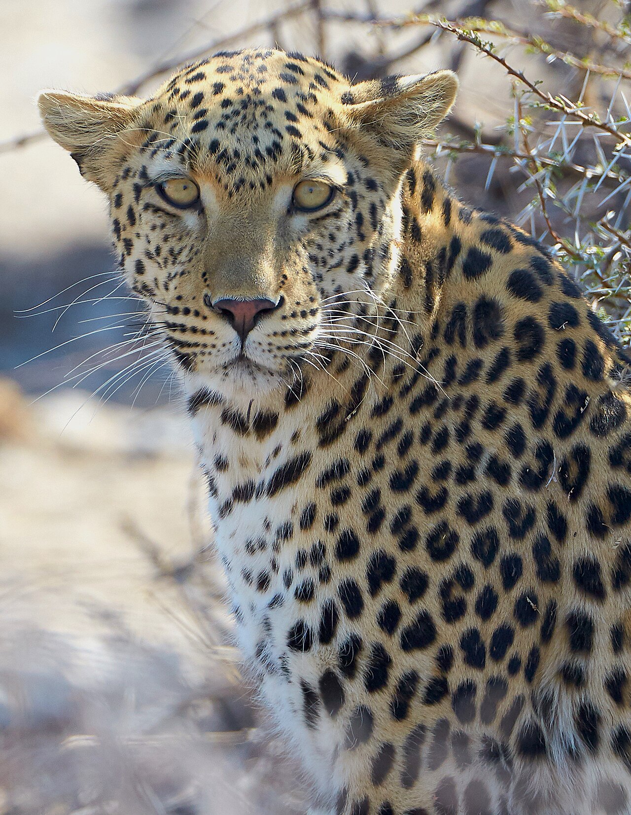 African Leopard Near Okevi Waterhole Etosha Namibia