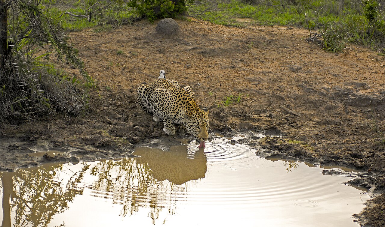 African leopard (Panthera pardus)