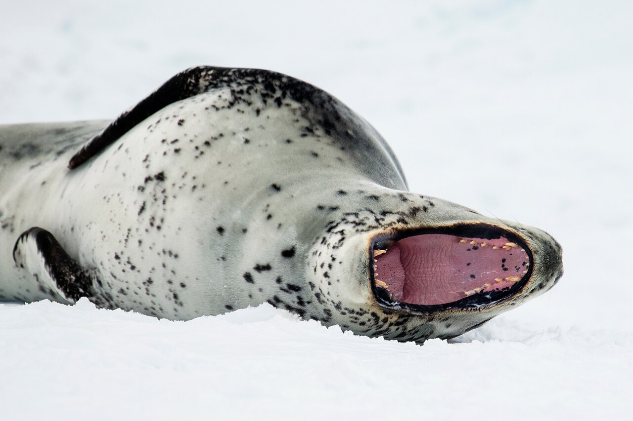 Antarctic Sound-2016-Brown Bluff–Leopard seal (Hydrurga leptonyx)