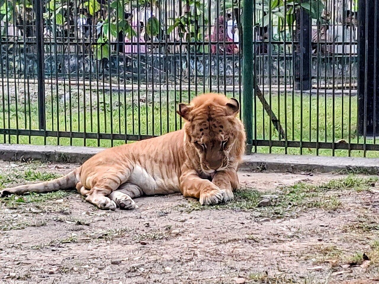A Male Liger
