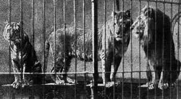 Female Liger 1904