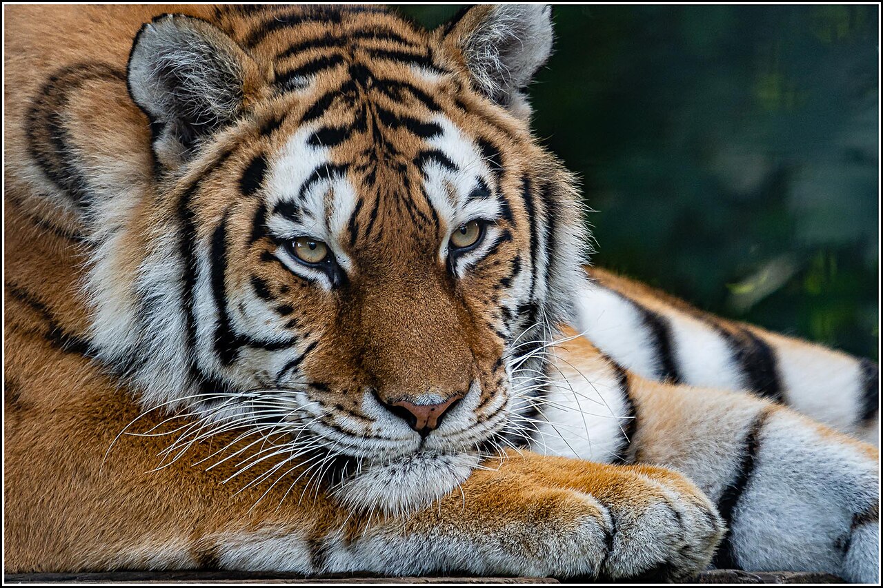Amur or Siberian Tiger (Panthera tigris altaica)