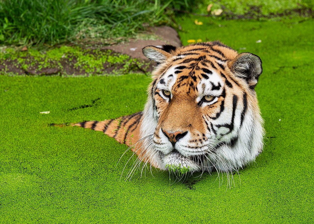 Amurtiger Zoo Duisburg Bad Wasserlinsen 2025 2
