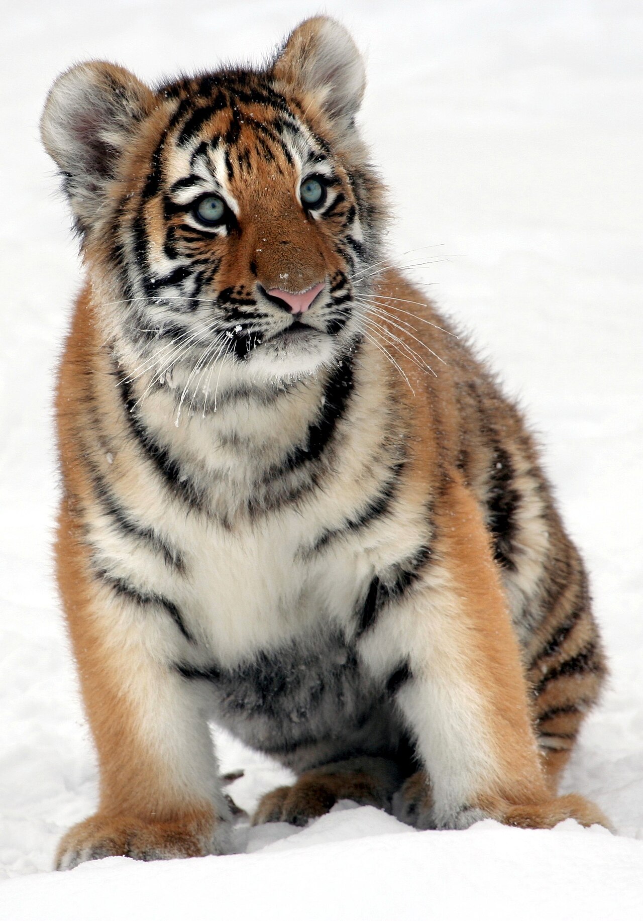 Panthera tigris altaica young tiger