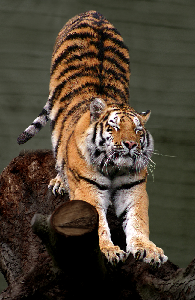 Siberian Tiger by Malene Th