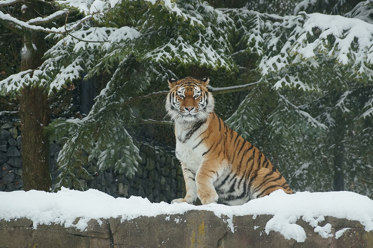 Siberian Tiger enjoying snow