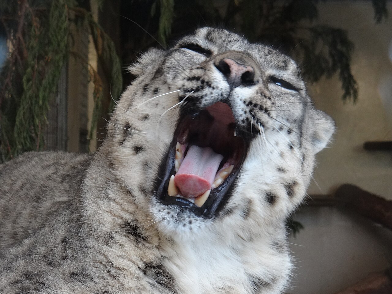 Snow Leopard (Panthera Uncia or Uncia Uncia)