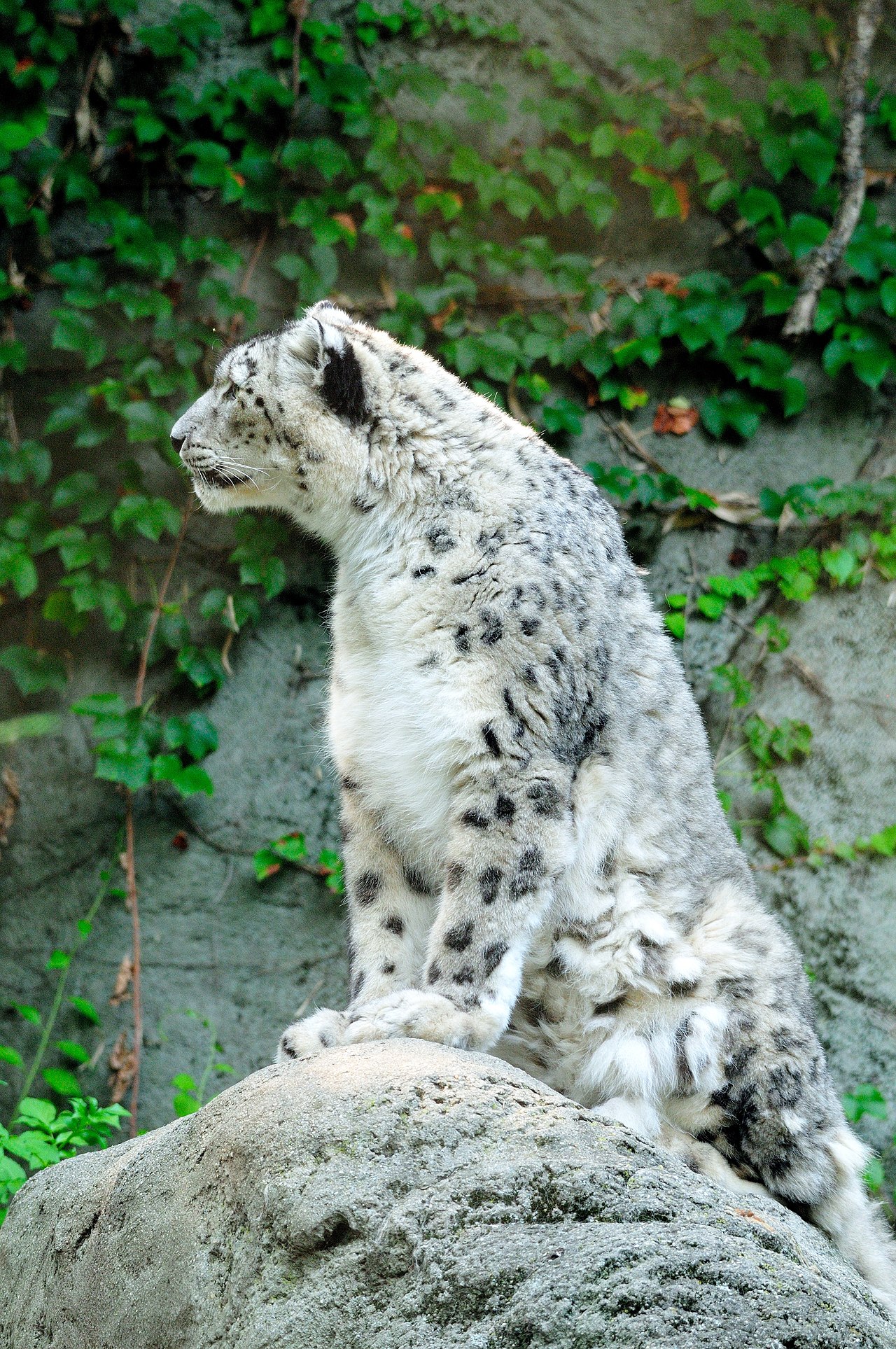 Snow Leopard (uncia uncia)