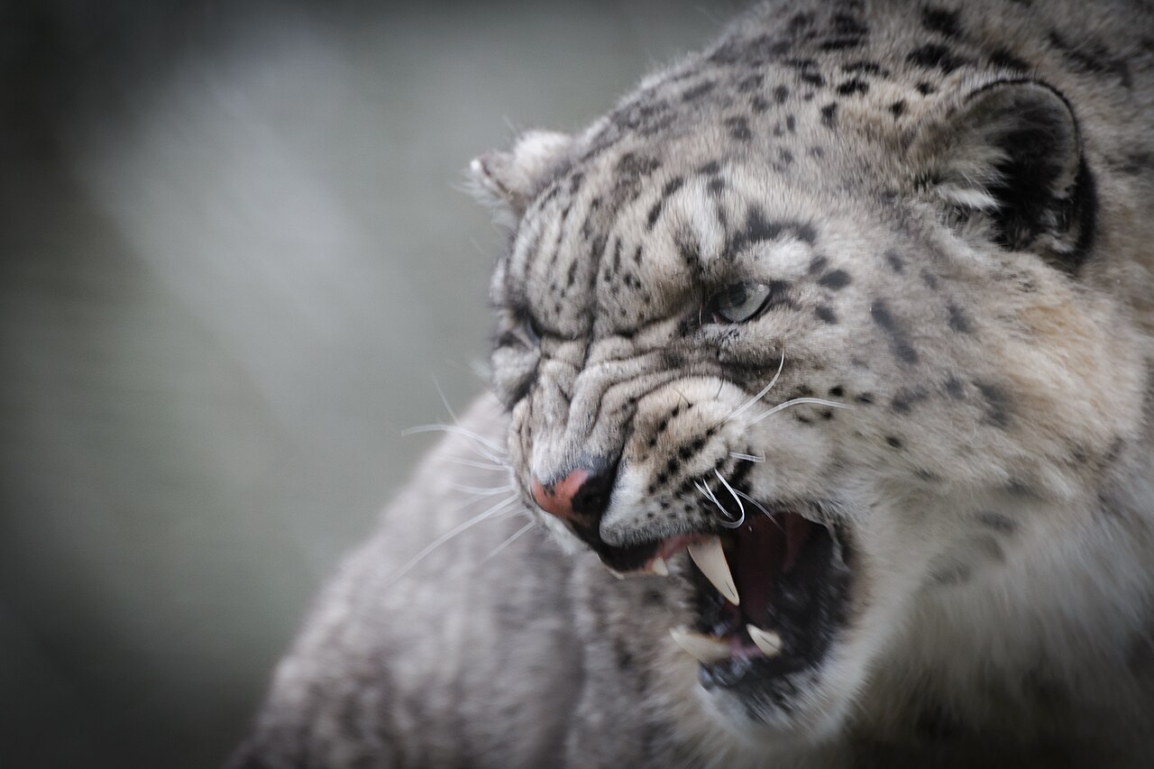 Snow Leopard Uncia uncia
