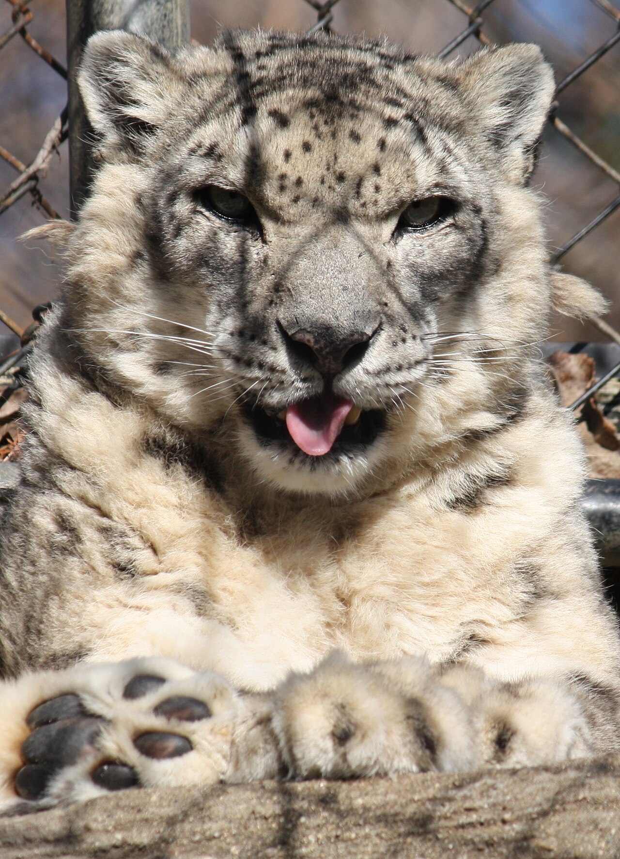 Snow Leopard by Trisha