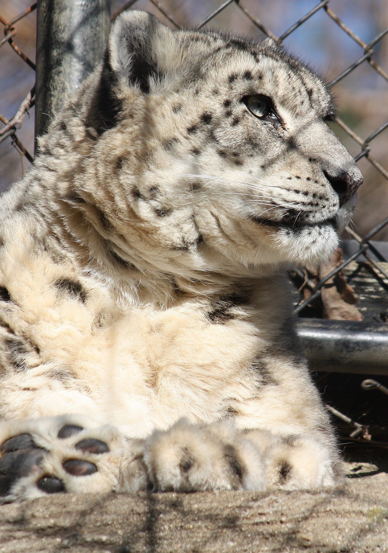 Snow Leopard by Trisha 3