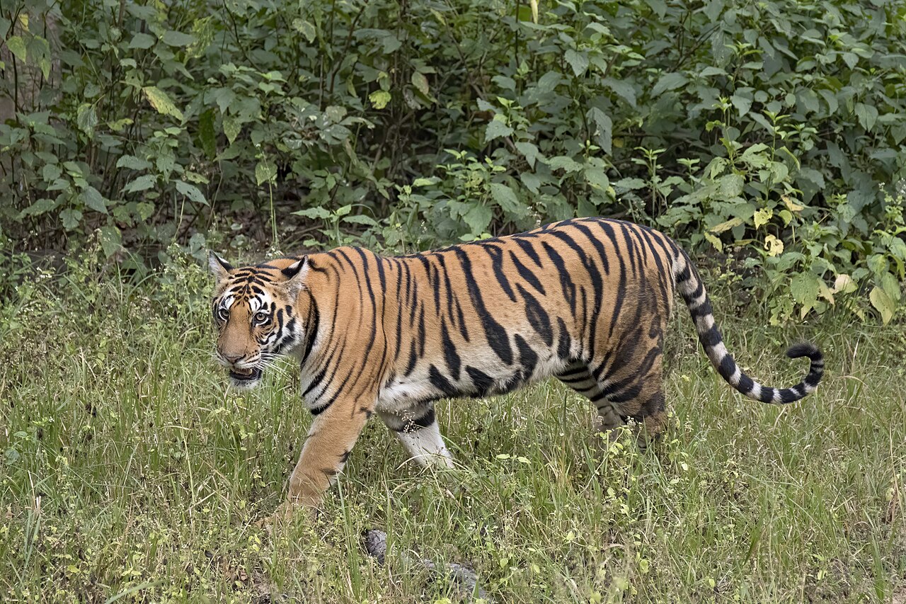 Bengal tiger (Panthera tigris tigris) female 3