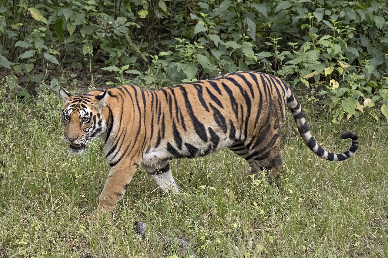 Bengal tiger (Panthera tigris tigris) female 3