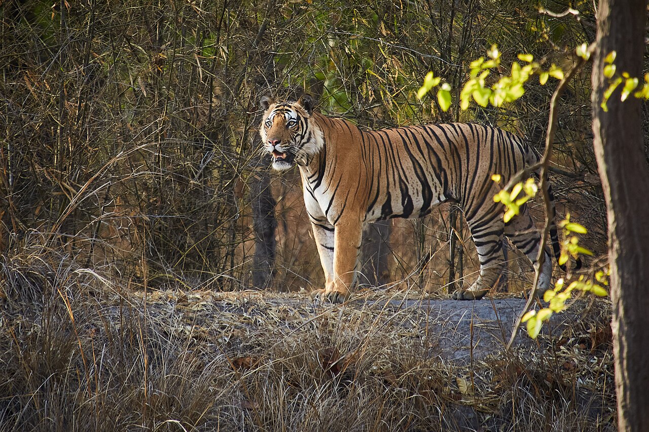 Bengal tiger