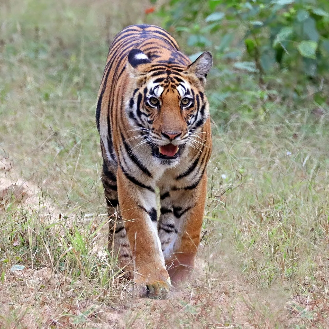 Bengal tiger