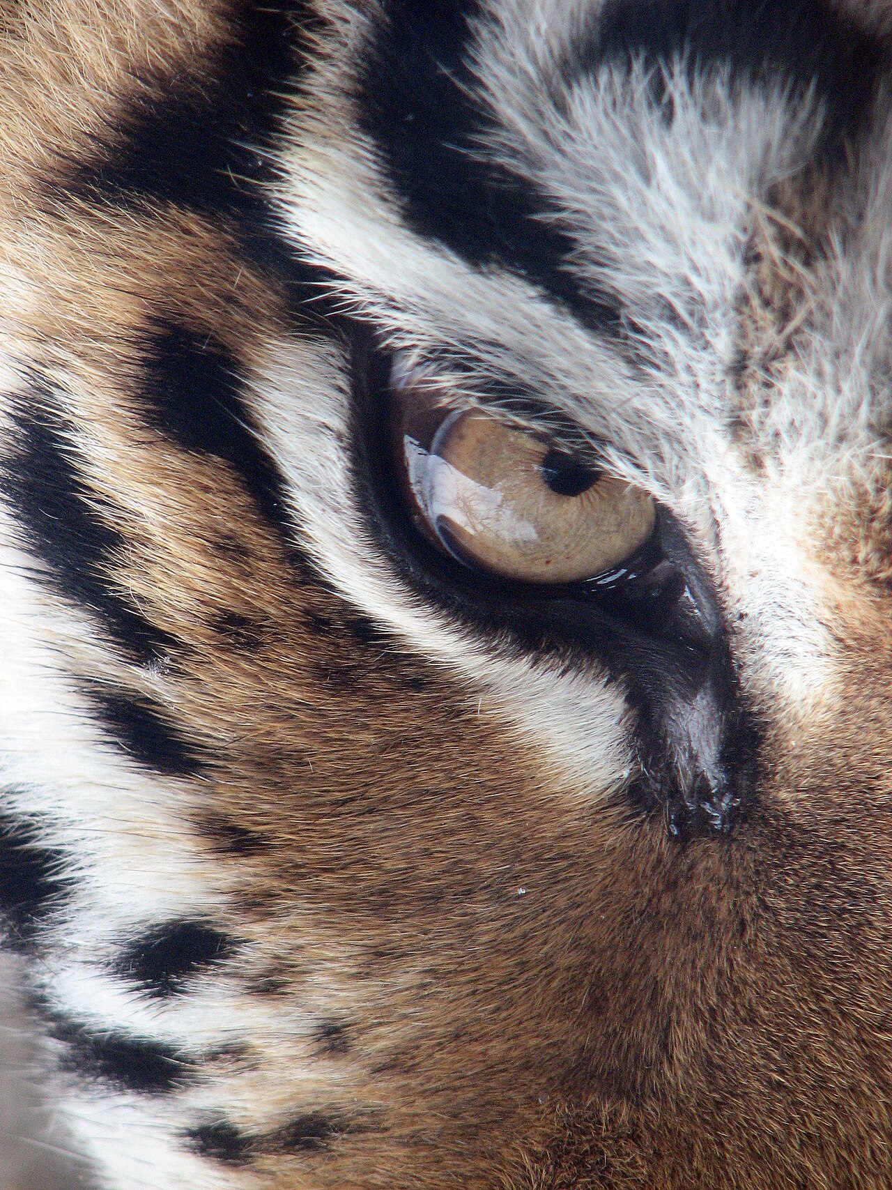Siberian tiger