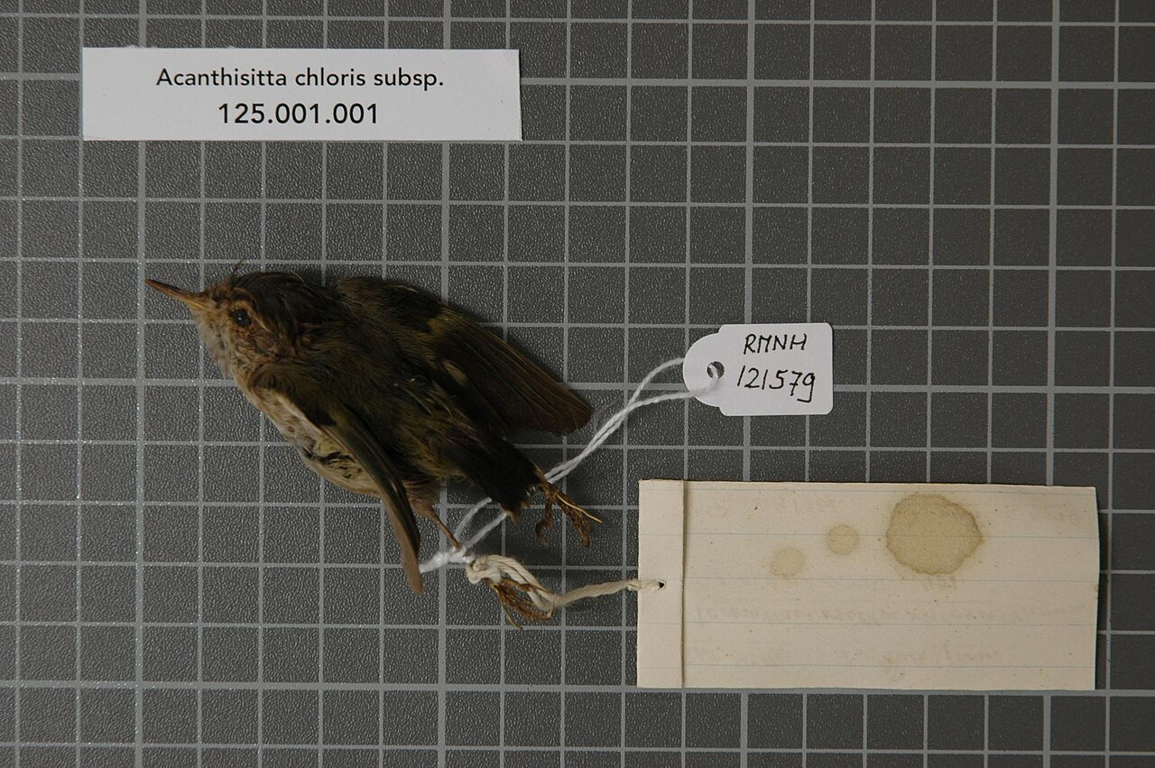 Acanthisittidae