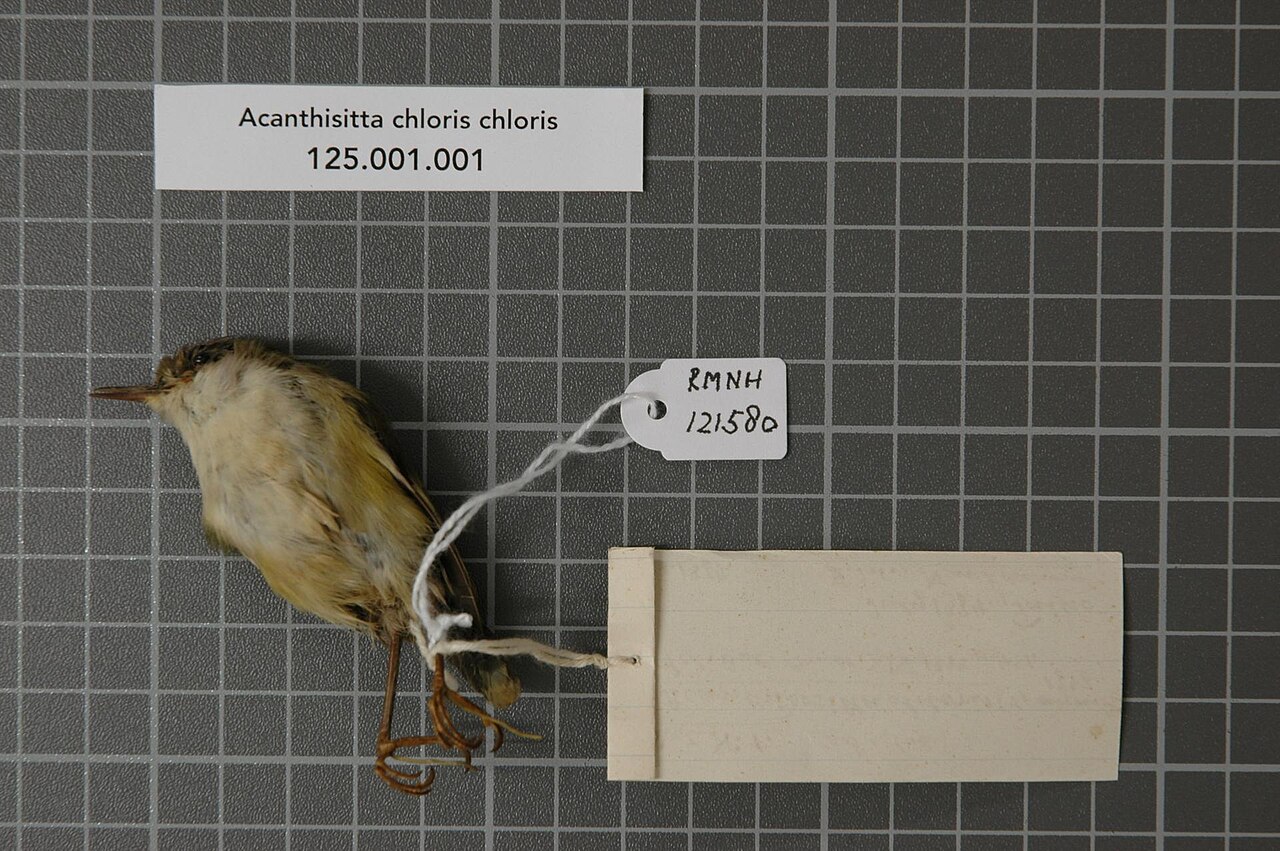 Acanthisittidae