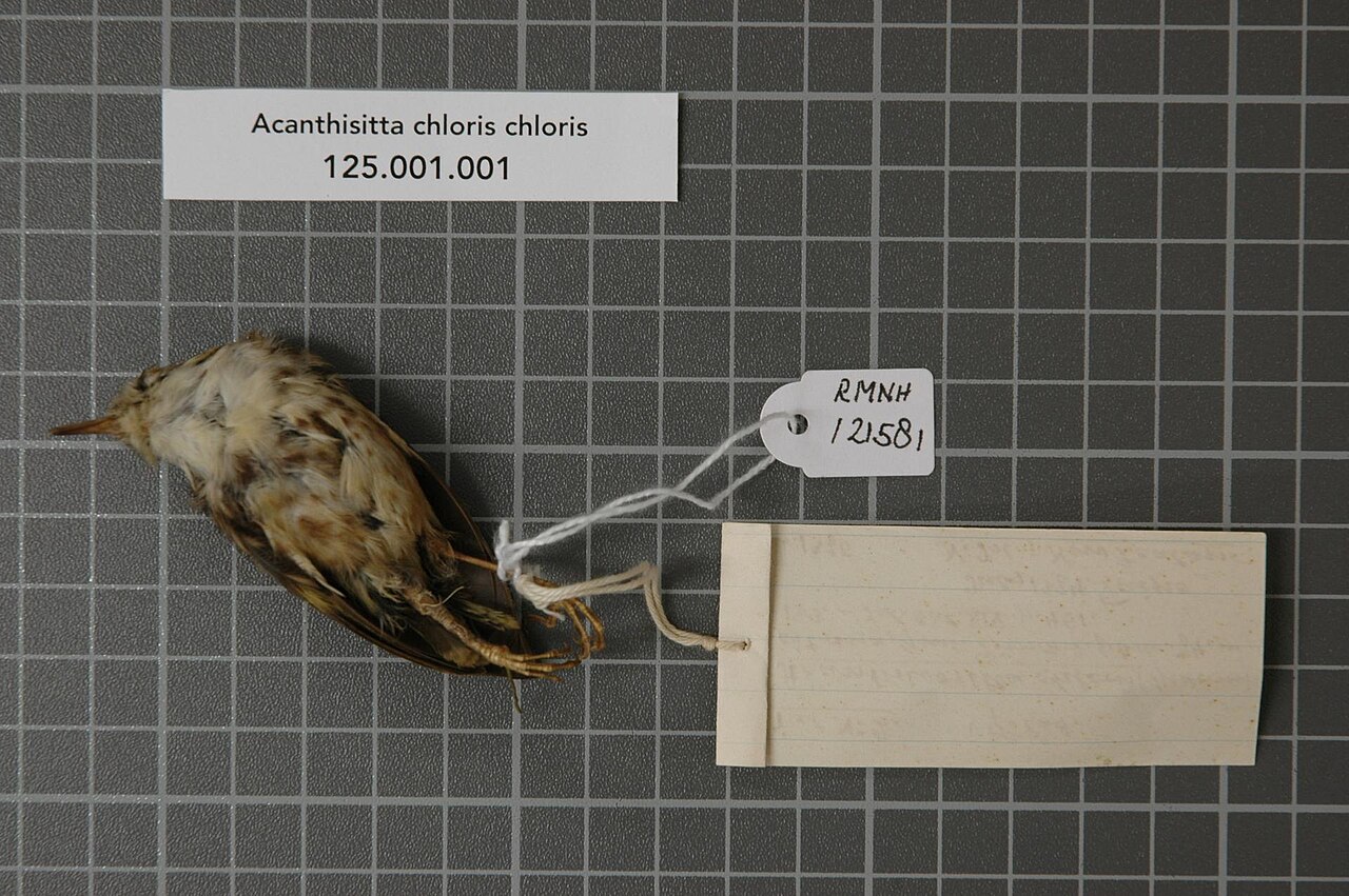 Acanthisittidae