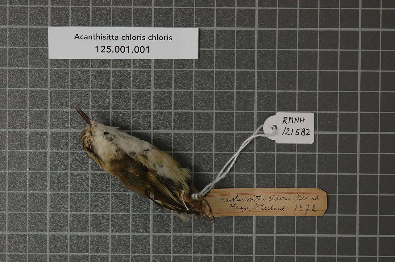 Acanthisittidae