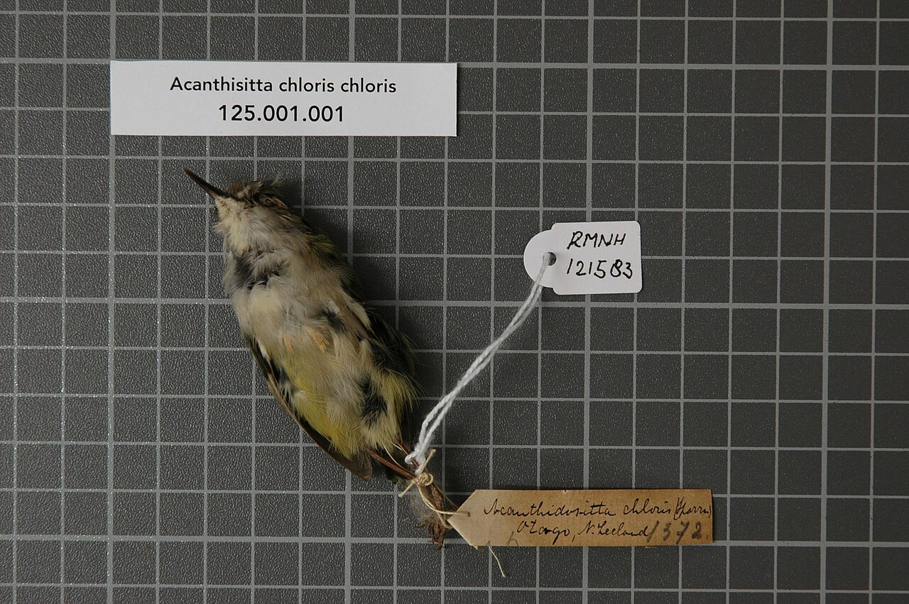 Acanthisittidae