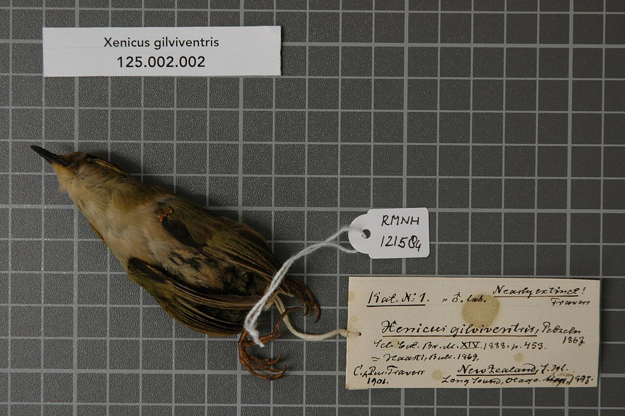 Acanthisittidae