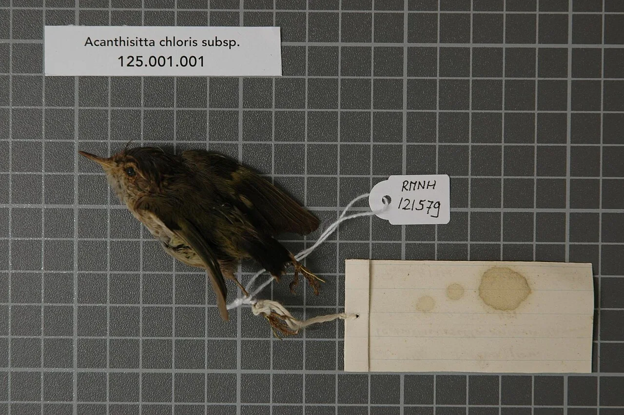 Acanthisittidae