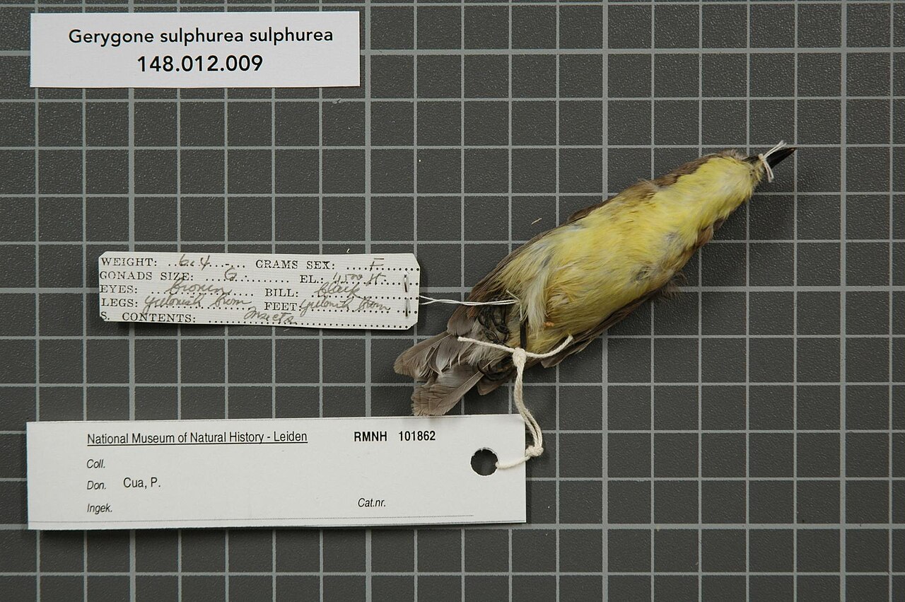 Acanthizidae