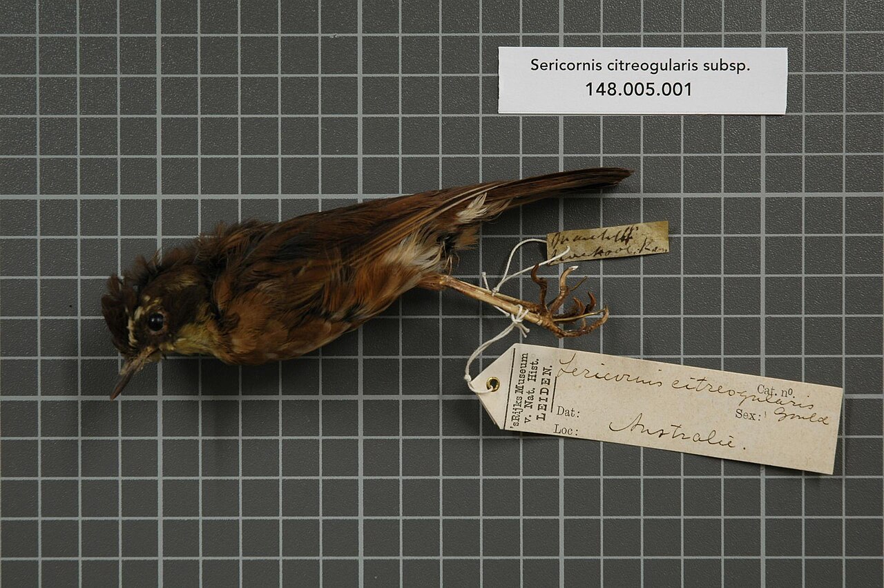 Acanthizidae