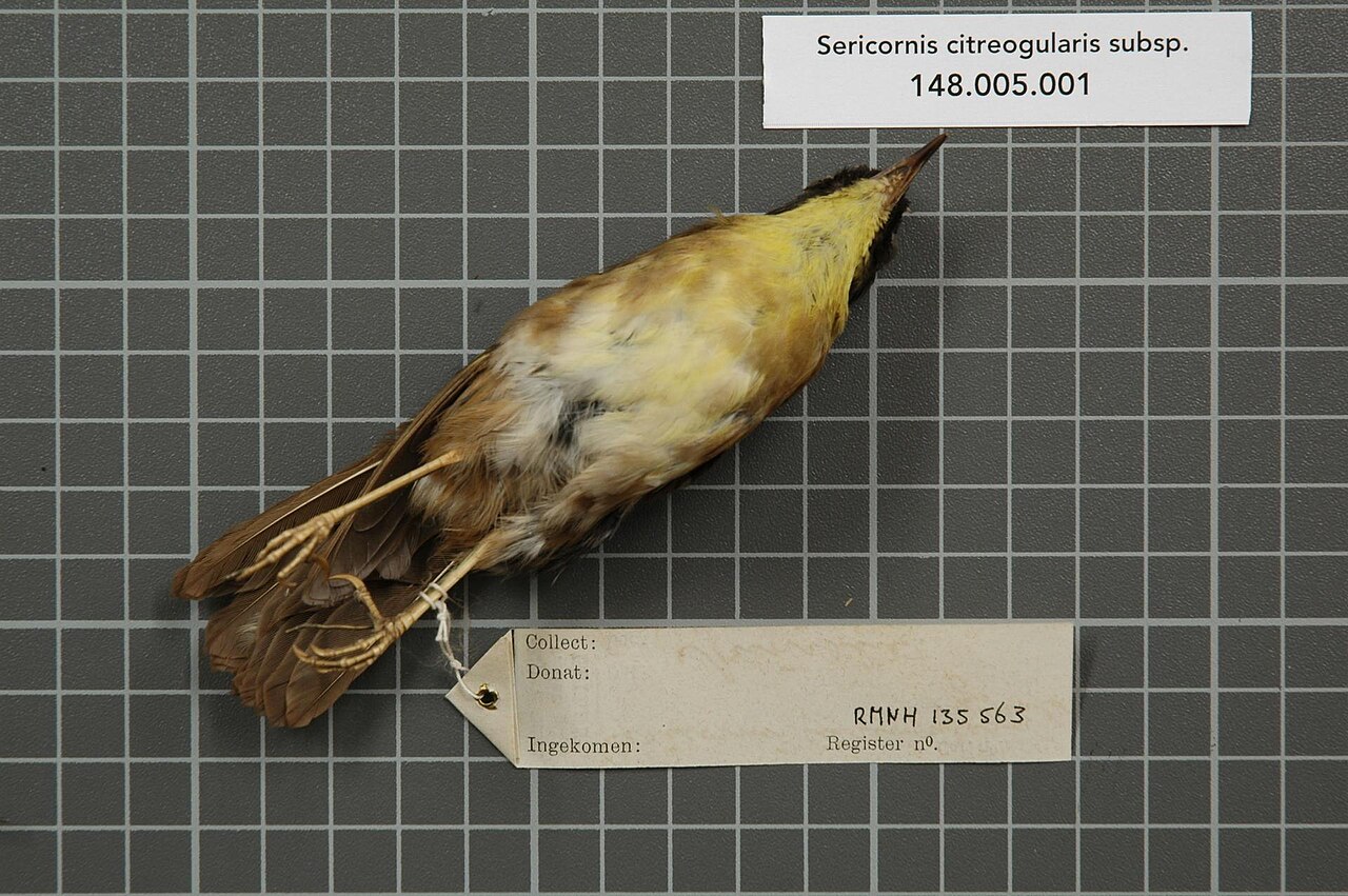 Acanthizidae