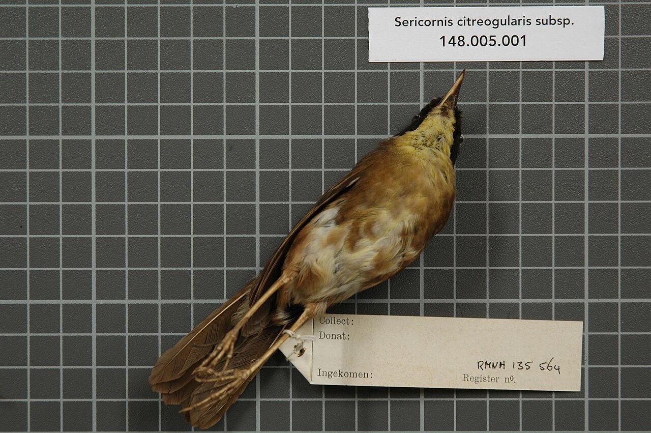 Acanthizidae