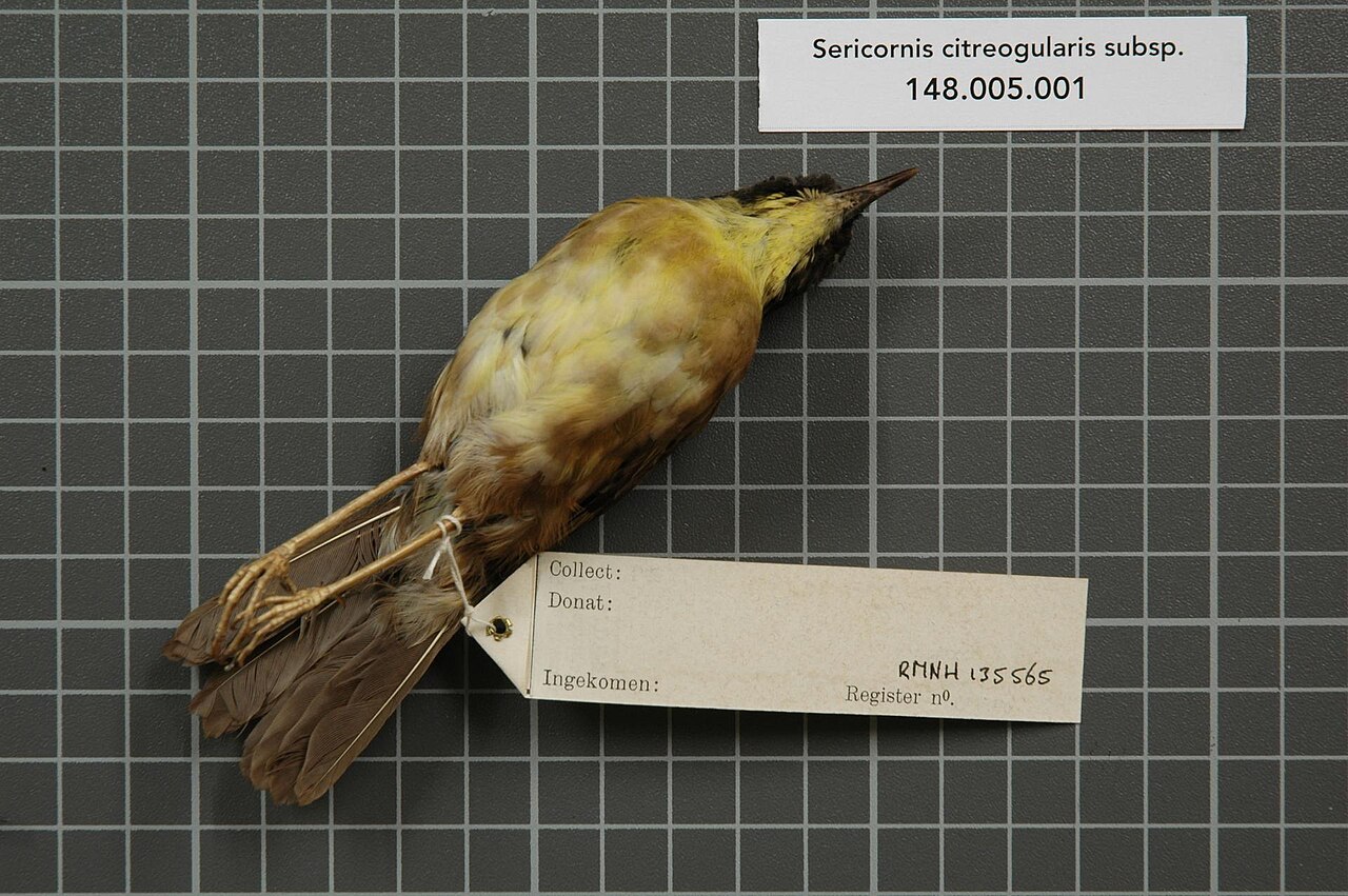 Acanthizidae