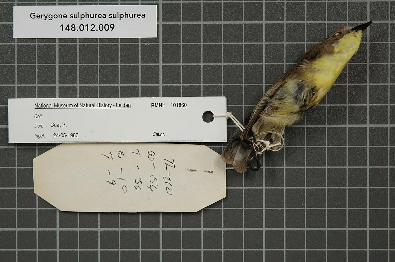 Acanthizidae