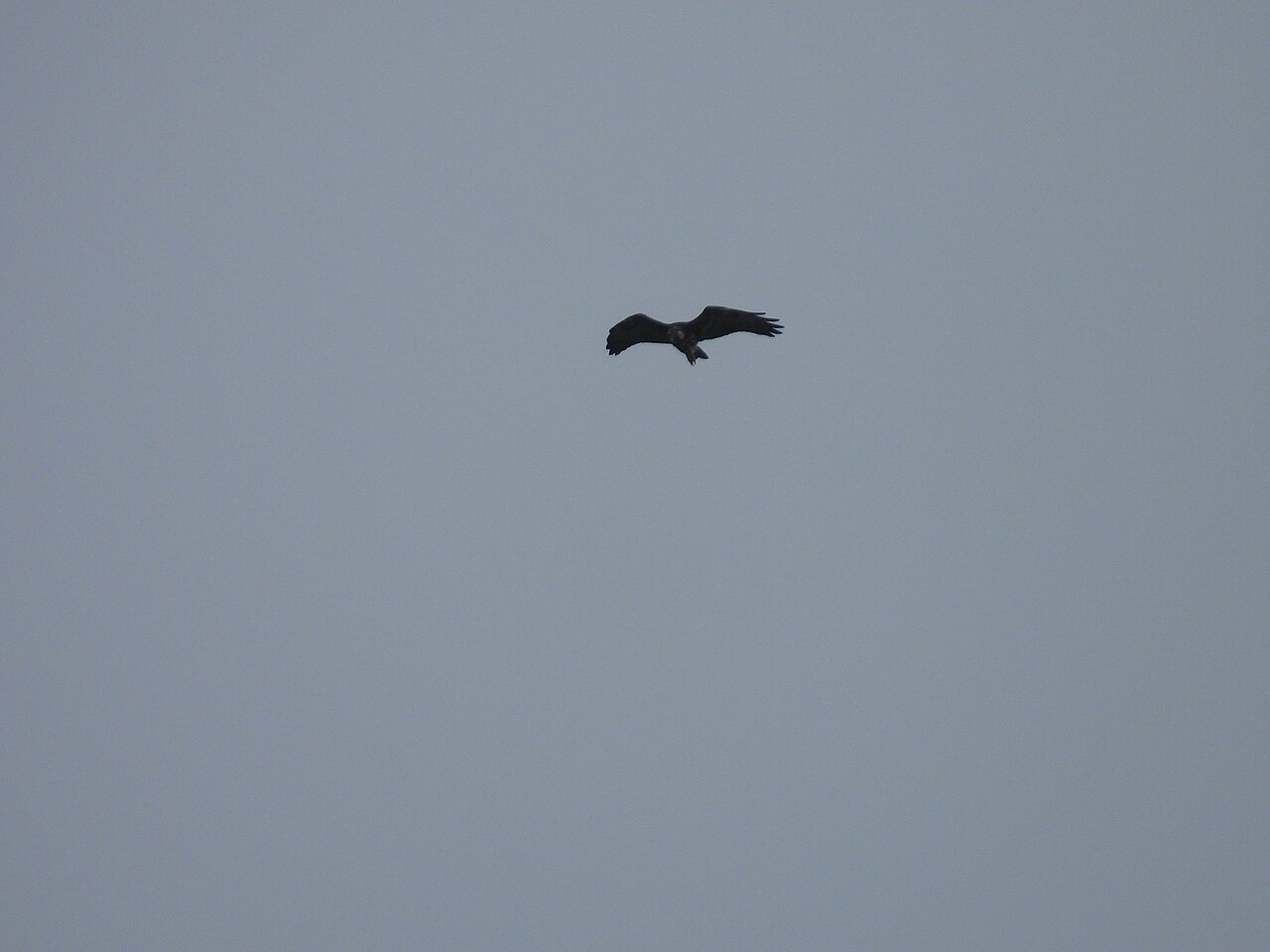 Accipitridae
