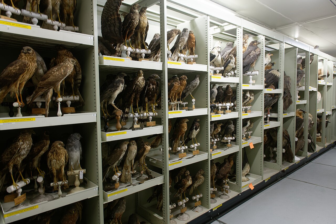 Accipitridae
