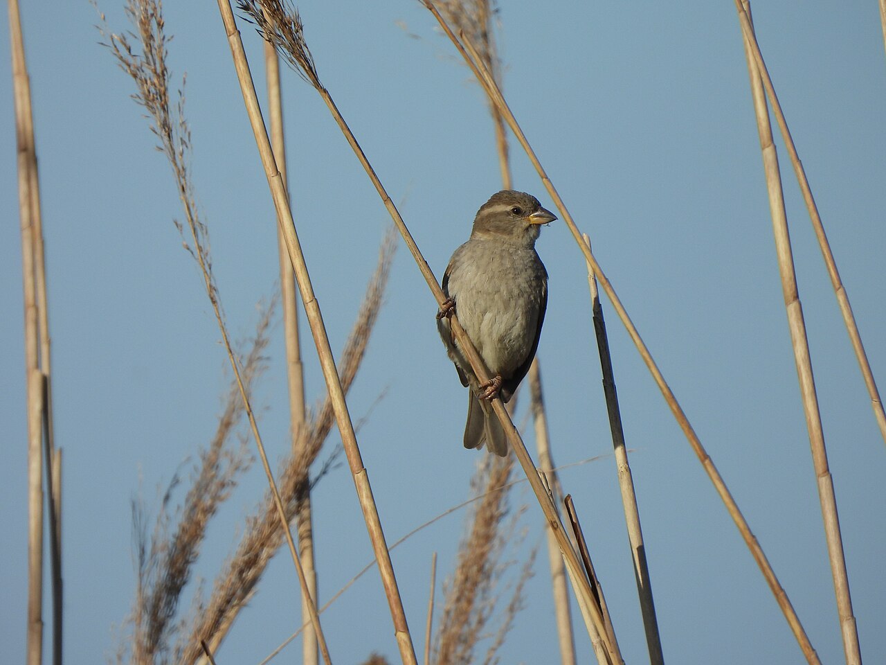 Acrocephalidae