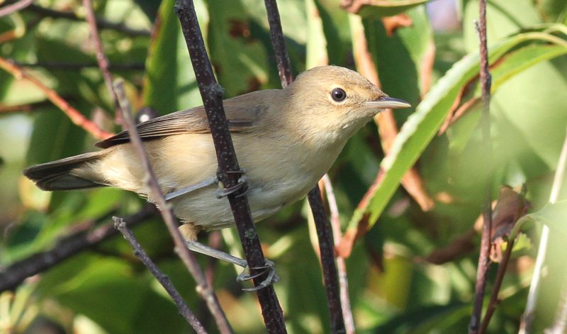 Acrocephalidae