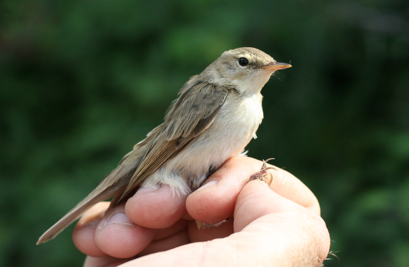 Acrocephalidae